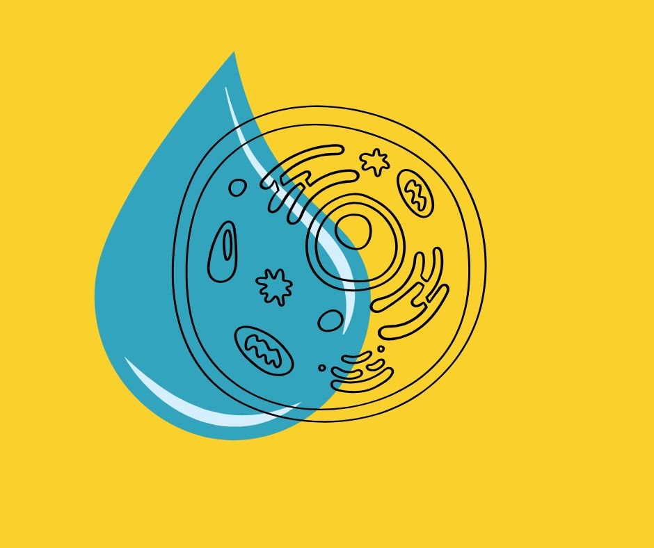 Autofagia e idratazione: goccia d'acqua con motivo cellulare